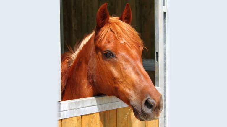 Equine student champion chosen
