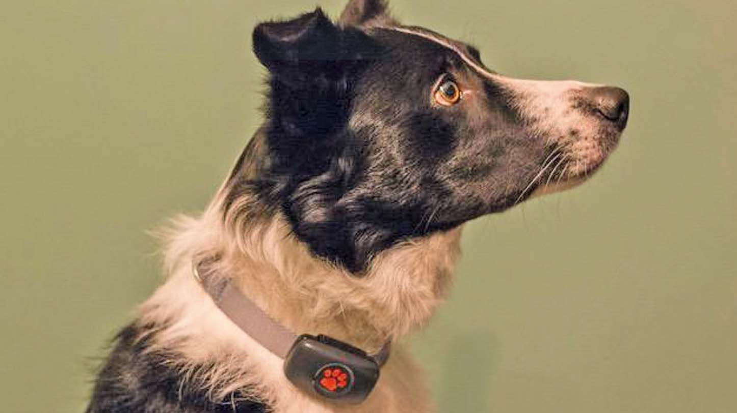 PitPat 'changes the game' for dog GPS trackers Pet Business World