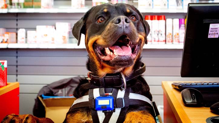Jollyes invests in SQPs for fleas and ticks