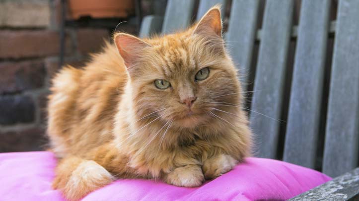 Landlords asked to count true cost of pet damage