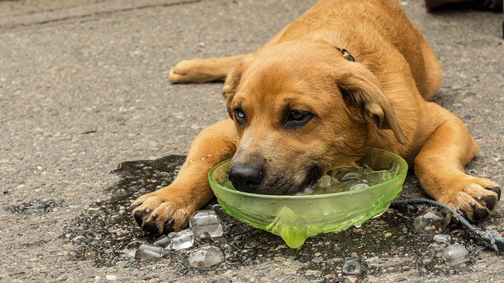 can dogs eat ice cream uk