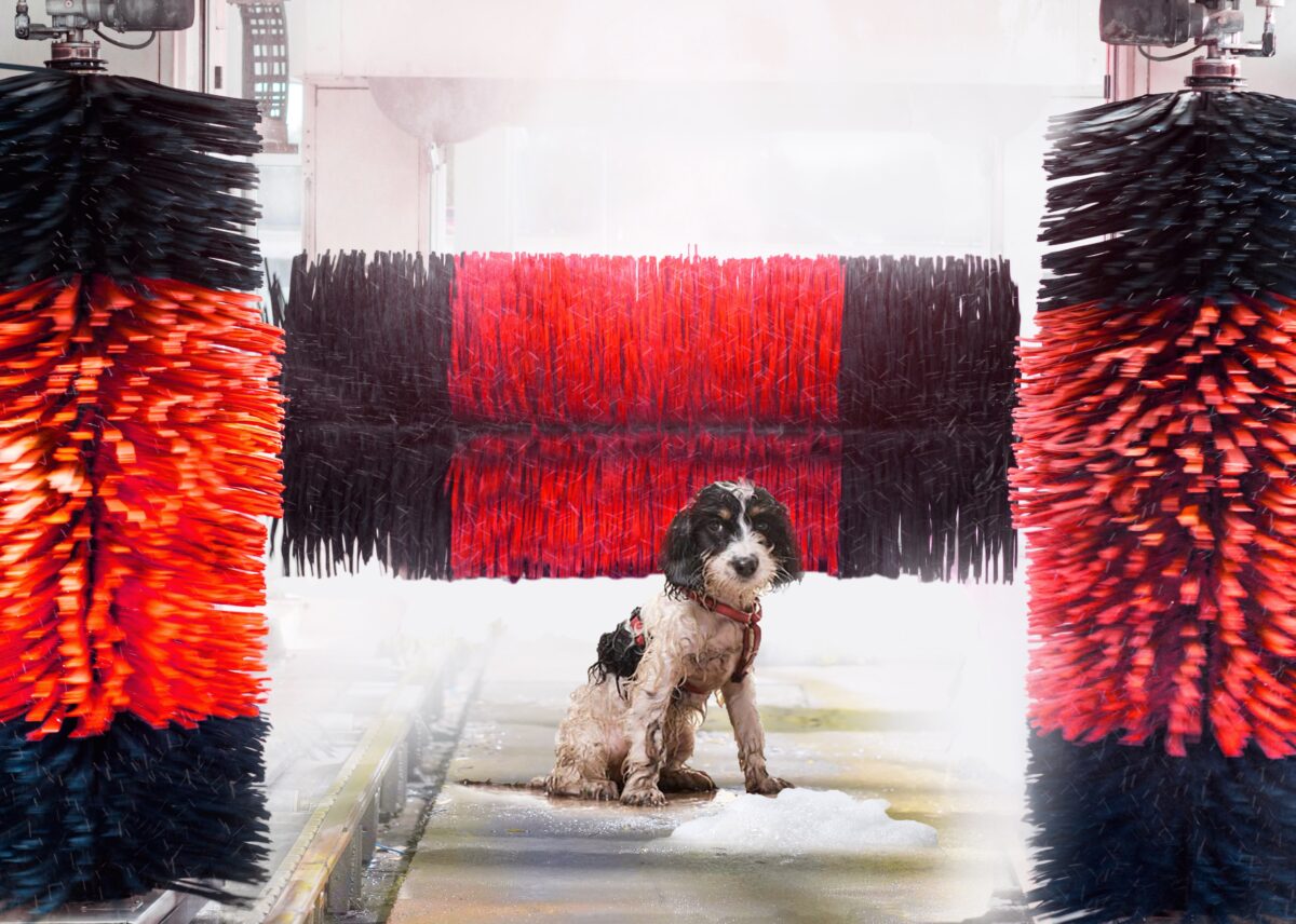 Jollyes prepares new flagship store Pet Business World