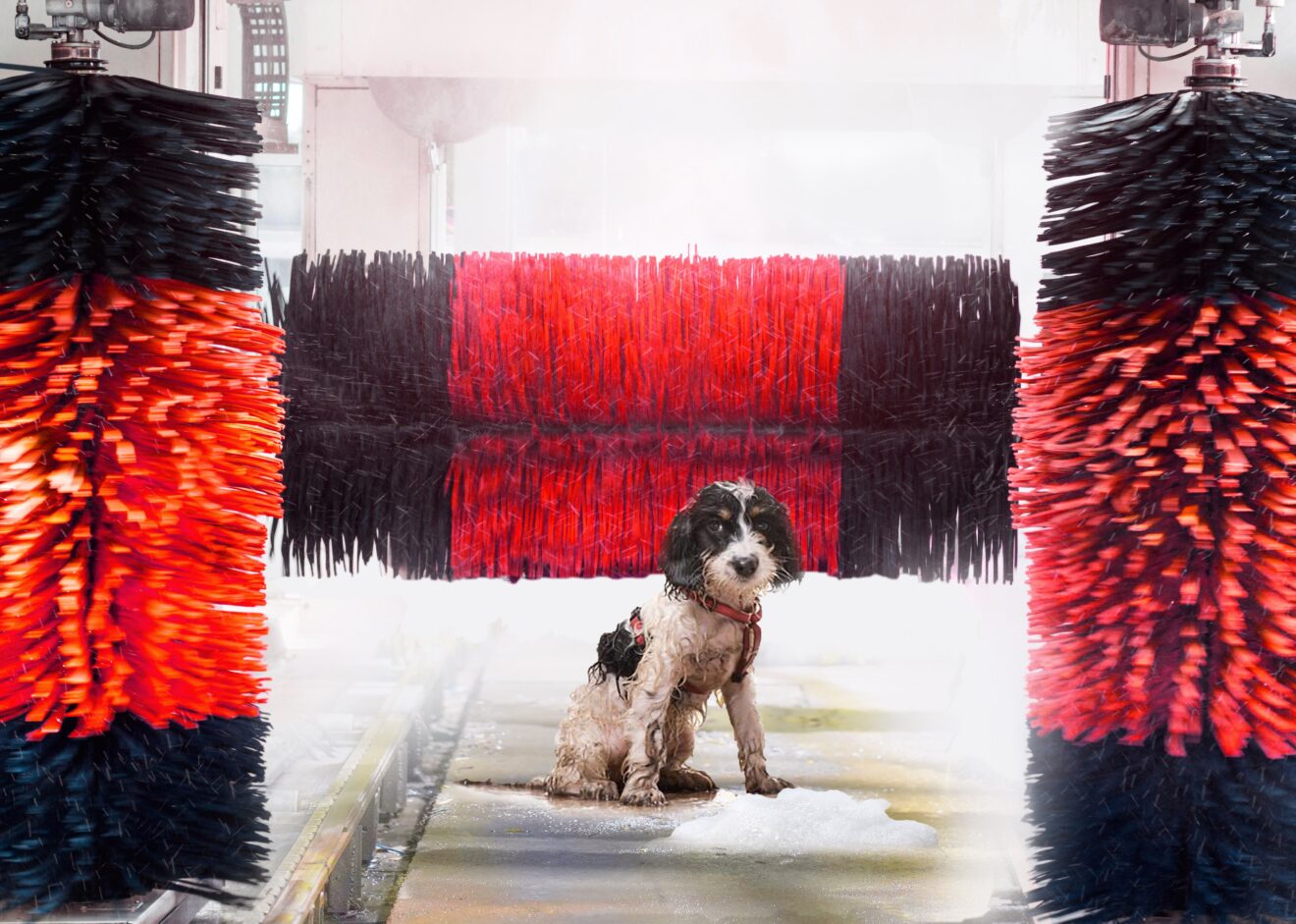 Jollyes prepares new flagship store Pet Business World