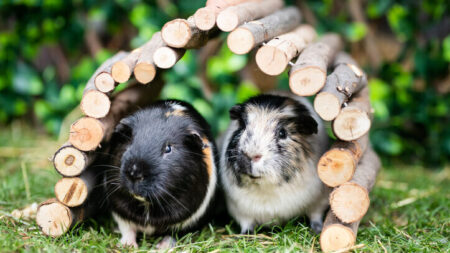 View of Guinea Pig Welfare Forum returns for 2025 | Pet Business World