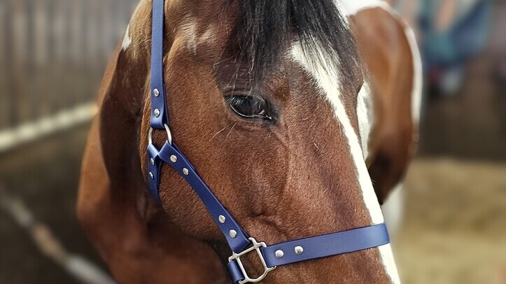 Trinkety Paws expands into equestrian sector