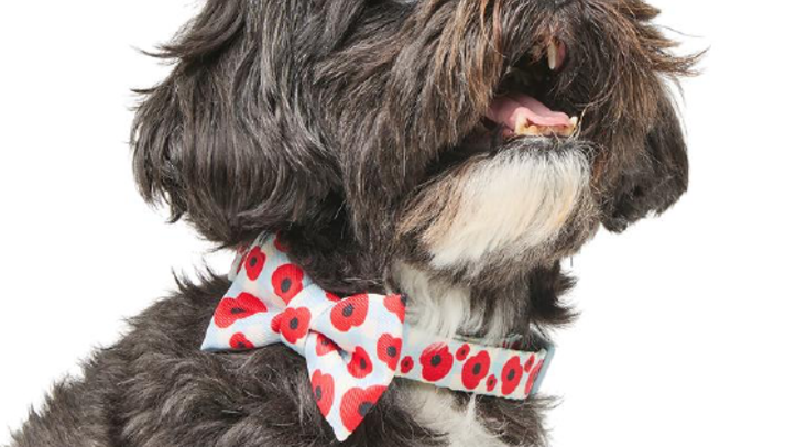 Pets at Home reaches fundraising milestone for the Royal British Legion