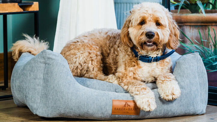 Premium dog bed supplier seeks retail partners