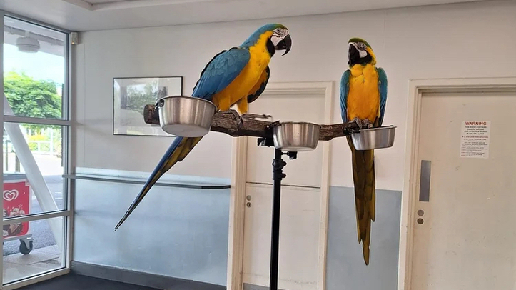 Speakers confirmed for Think Parrots event