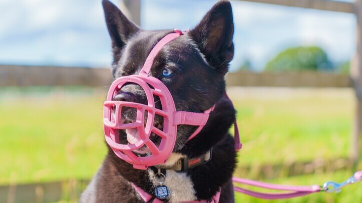 News colours for Baskerville Ultra Muzzle
