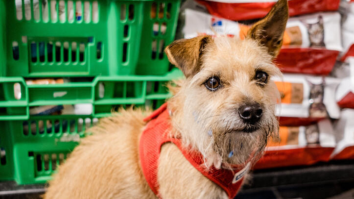 Pets at Home and Blue Cross launch summer fundraising event