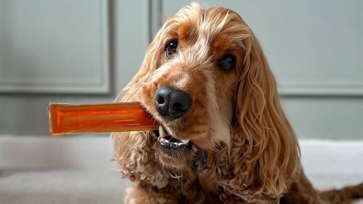 We.Pet to distribute Canadian bone broth chews