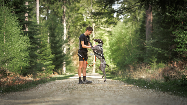 Non-Stop Dogwear launches new high-performance harness