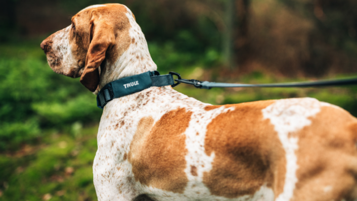 Thule launches everyday dog walking accessories
