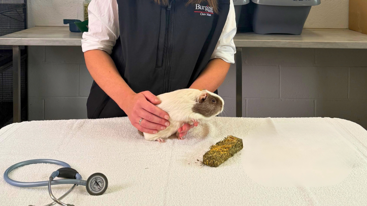 Guinea pig owners urged to take part in health check challenge